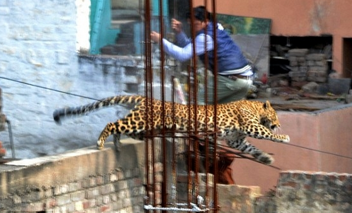Leopard entered hospital (pics)
